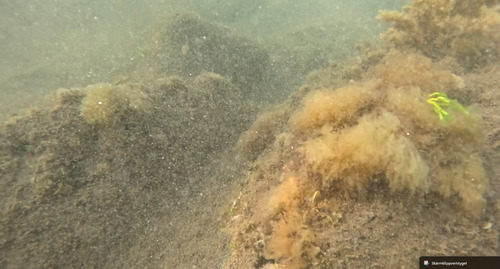 Lophocladia trichoclados observed 2025-09-05