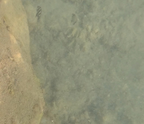 Diplodus cervinus