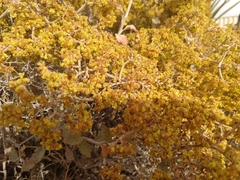 Eriogonum corymbosum nilesii