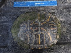 Trachemys scripta