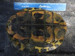 Trachemys scripta
