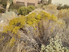 Eriogonum corymbosum nilesii