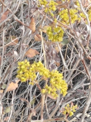 Eriogonum corymbosum nilesii