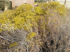 Eriogonum corymbosum nilesii