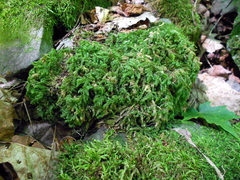 Thamnobryum alleghaniense