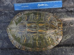 Trachemys scripta