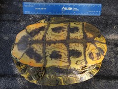 Trachemys scripta