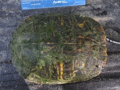Trachemys scripta