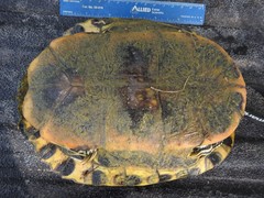 Trachemys scripta