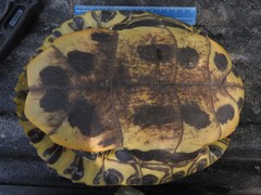 Trachemys scripta