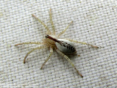 Arachosia praesignis
