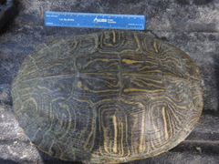 Trachemys scripta