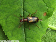 Statira