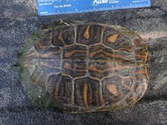 Trachemys scripta