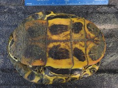 Trachemys scripta