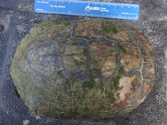Trachemys scripta