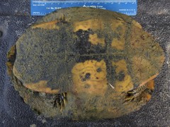Trachemys scripta