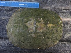 Trachemys scripta