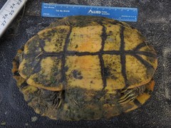 Trachemys scripta