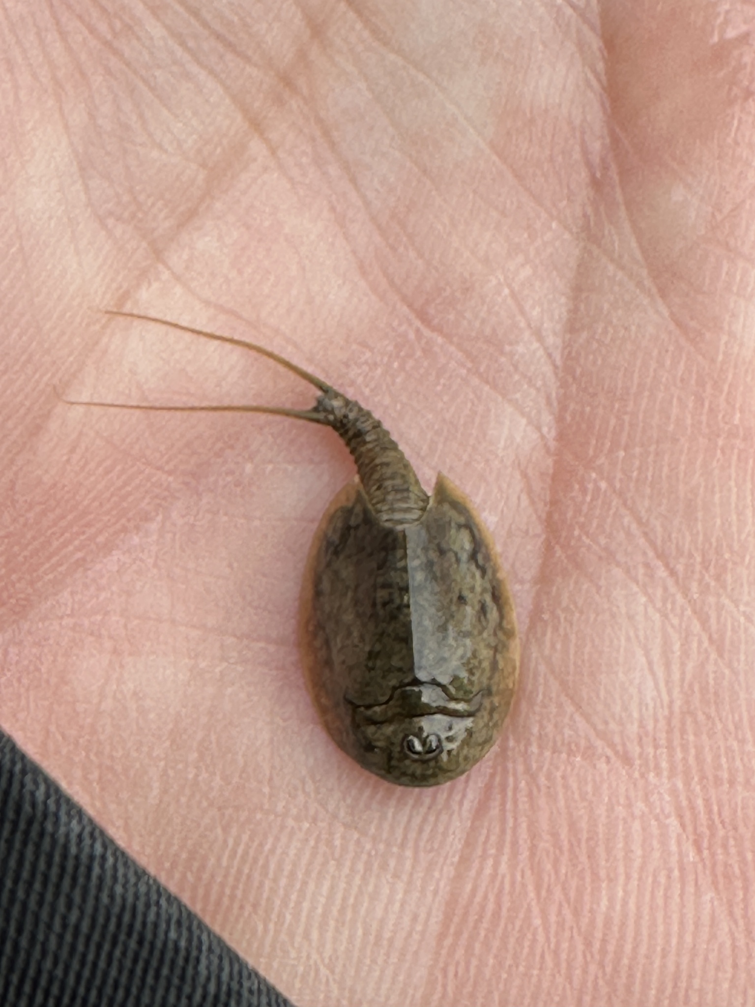 Lepidurus arcticus (Pallas, 1793)