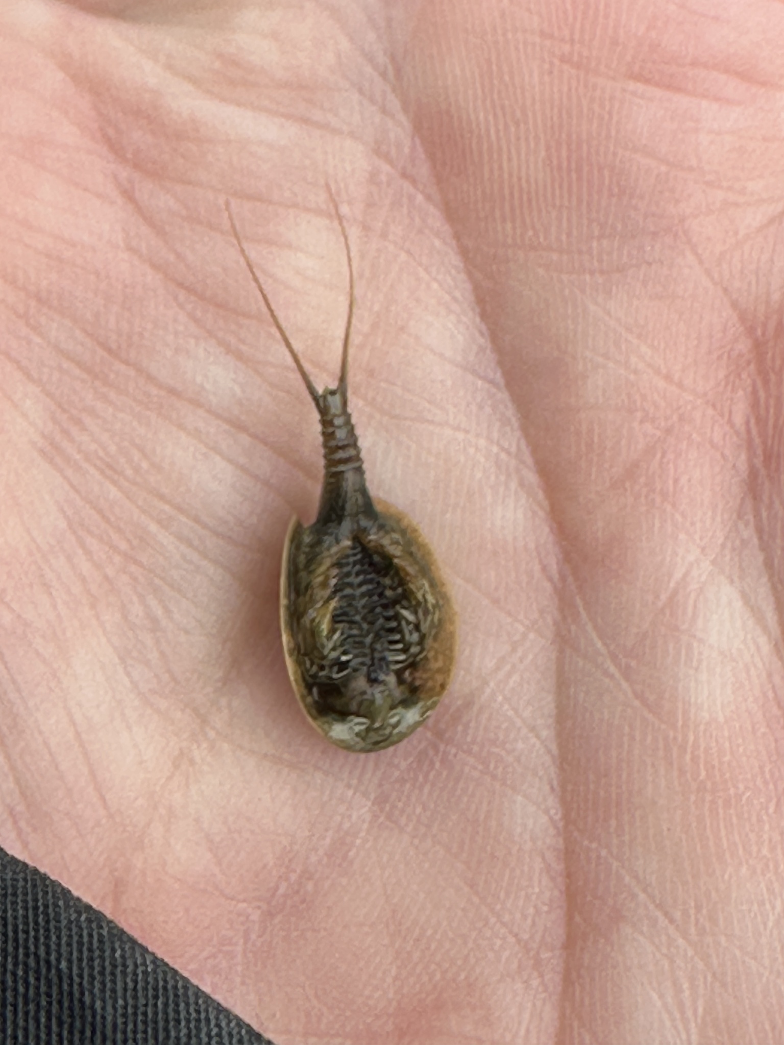 Lepidurus arcticus (Pallas, 1793)