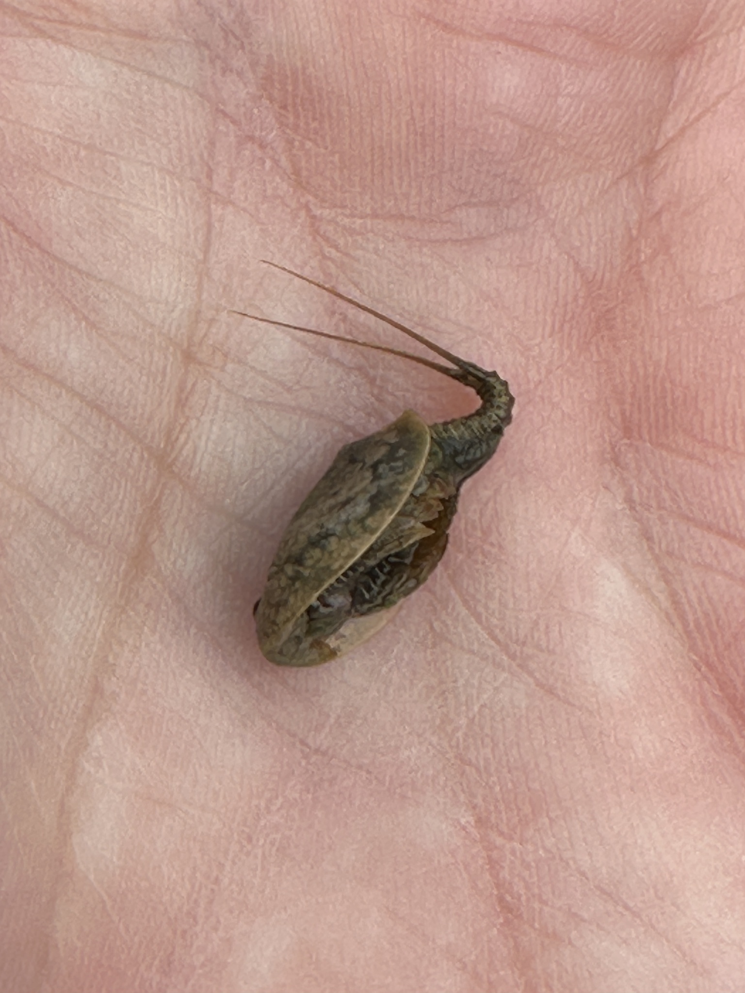 Lepidurus arcticus (Pallas, 1793)