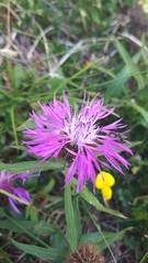 Centaurea rhaetica