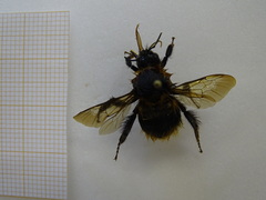 Bombus hortorum
