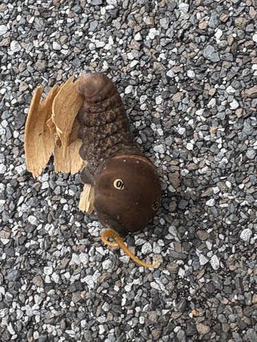 Eastern Tiger Swallowtail