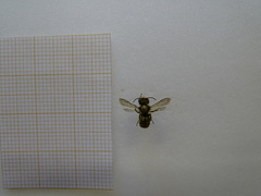 Osmia caerulescens