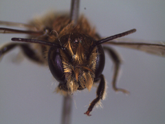 Osmia caerulescens