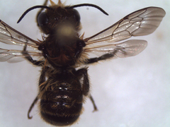 Osmia caerulescens