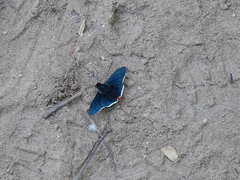 Elbella intersecta
