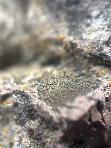 Drummond's rock pimple lichen