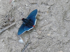 Elbella intersecta