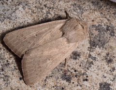 Mythimna alopecuri