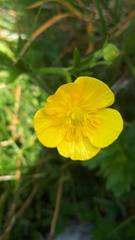 Ranunculus montanus