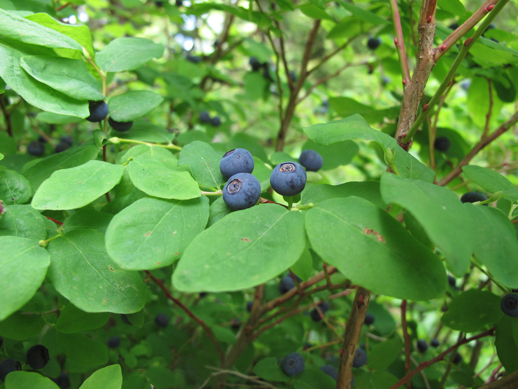 Vaccinium ovalifolium