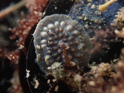 Hydrolithon farinosum observed 2025-09-04