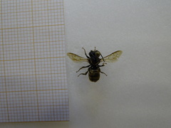 Osmia bicornis