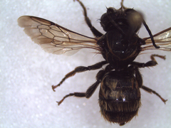 Osmia bicornis