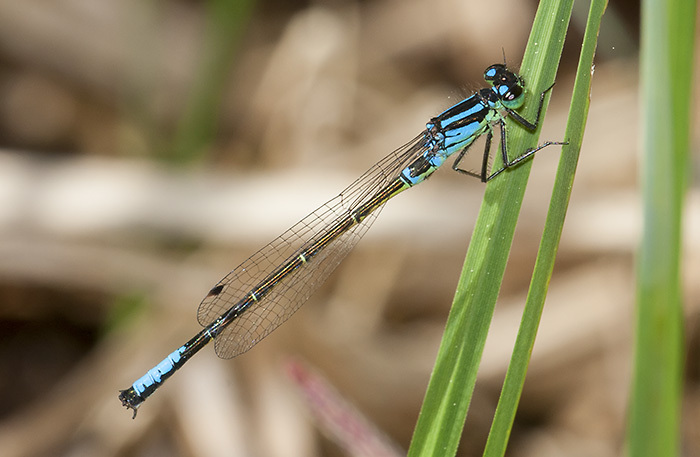 Swift Forktail