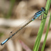 Swift Forktail - Photo (c) Jim Johnson, some rights reserved (CC BY-NC-ND), uploaded by Jim Johnson