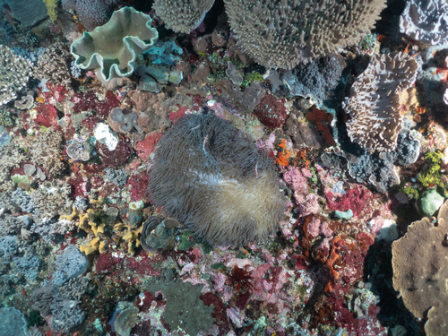 Amphiprion perideraion