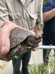 Rhinoclemmys pulcherrima manni