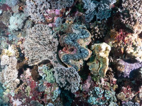 Tridacna squamosa
