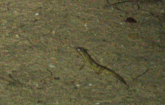 Pleurodelinae