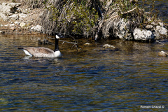 Branta canadensis