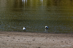 Chroicocephalus ridibundus