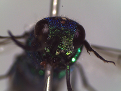 Chrysidoidea